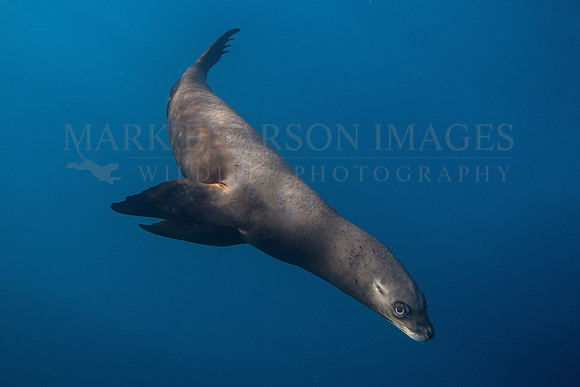 A Guadalupe fur seal swims off of Isla Guadalupe, Mexico