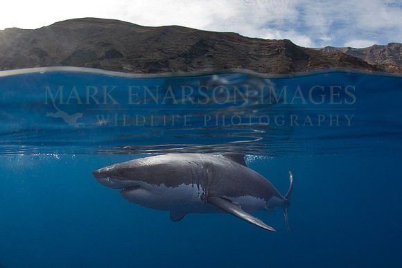 A white shark at Isla Guadalupe, Mexico