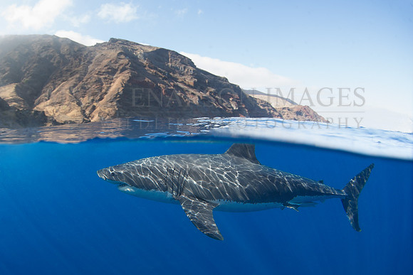 A white shark at Isla Guadalupe, Mexico