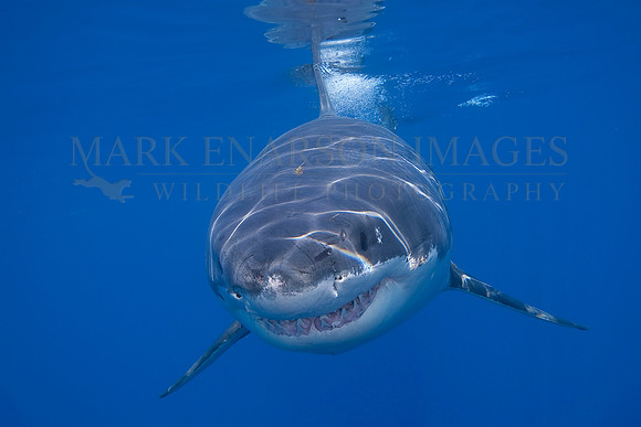 A white shark at Isla Guadalupe, Mexico