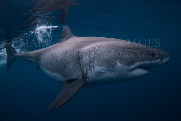 A white shark at Isla Guadalupe, Mexico