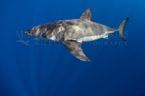 A white shark at Isla Guadalupe, Mexico
