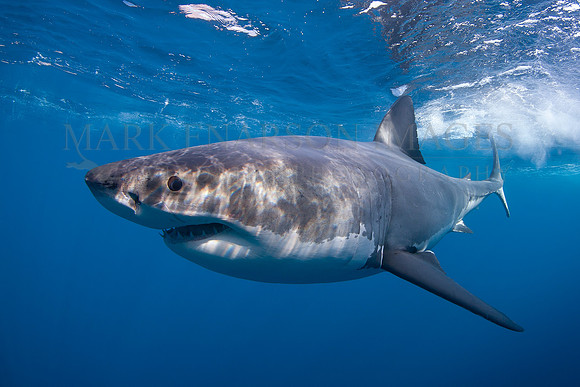 A white shark at Isla Guadalupe, Mexico