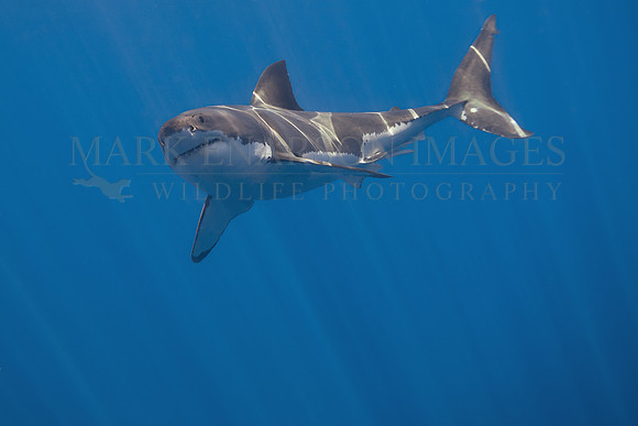 A juvenile white shark at Isla Guadalupe, Mexico