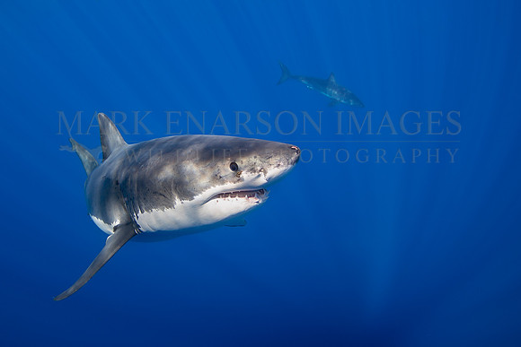 White sharks at Isla Guadalupe, Mexico