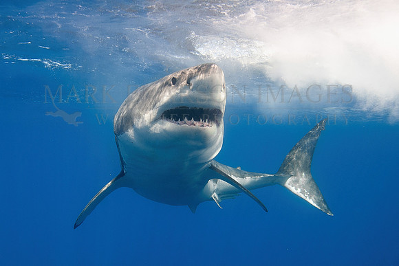 A white shark at Isla Guadalupe, Mexico