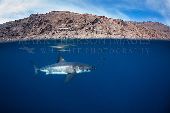 A white shark at Isla Guadalupe, Mexico