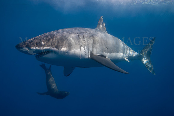 A Guadalupe fur seal approaches a large white shark off Isla Guadalupe, Mexico