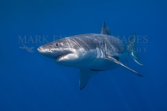 A white shark at Isla Guadalupe, Mexico
