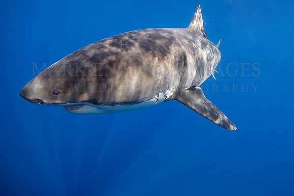 A white shark at Isla Guadalupe, Mexico