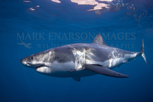 A white shark at Isla Guadalupe, Mexico