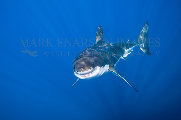 A white shark at Isla Guadalupe, Mexico