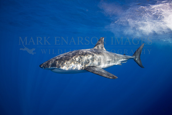 A white shark at Isla Guadalupe, Mexico