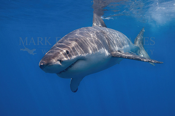 A white shark at Isla Guadalupe, Mexico