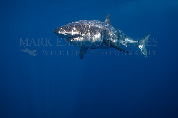 A white shark at Isla Guadalupe, Mexico