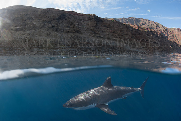 A white shark at Isla Guadalupe, Mexico