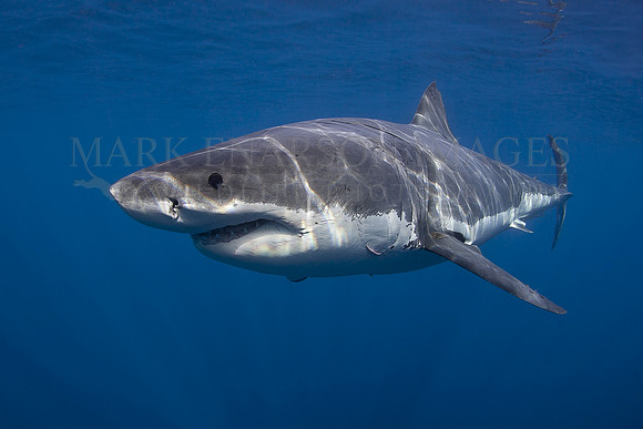 A white shark at Isla Guadalupe, Mexico