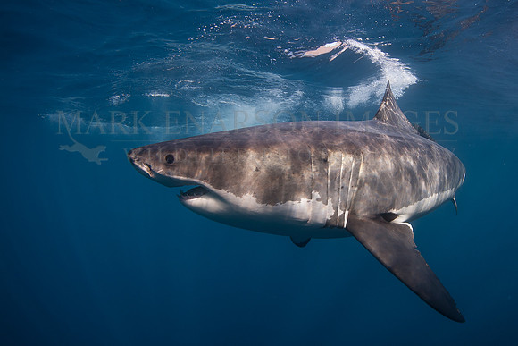 A white shark at Isla Guadalupe, Mexico