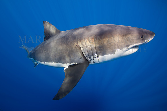 A white shark at Isla Guadalupe, Mexico