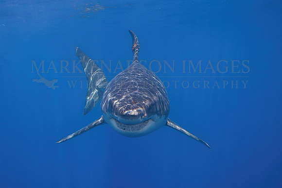 A white shark at Isla Guadalupe, Mexico
