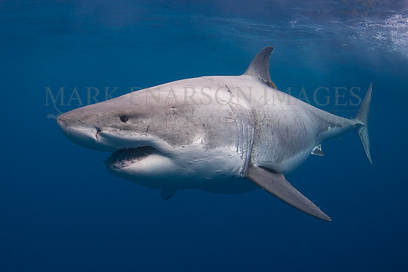 A white shark at Isla Guadalupe, Mexico