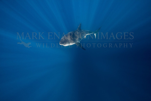 A white shark at Isla Guadalupe, Mexico