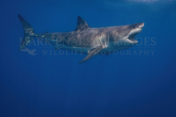 A white shark at Isla Guadalupe, Mexico