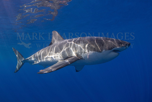 A white shark at Isla Guadalupe, Mexico