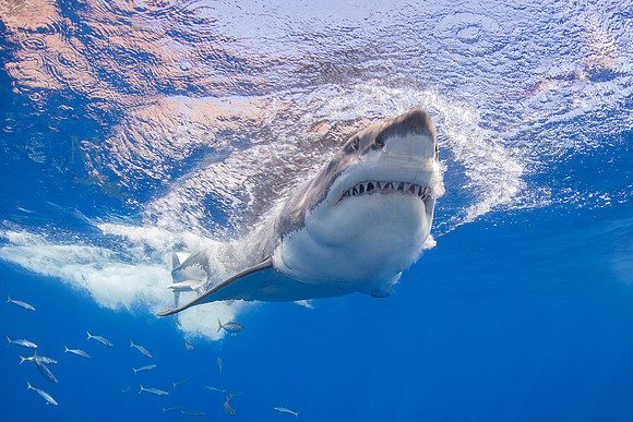 A white shark at Isla Guadalupe, Mexico