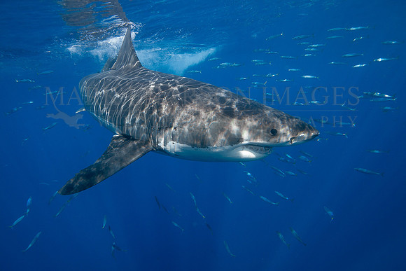 A white shark at Isla Guadalupe, Mexico