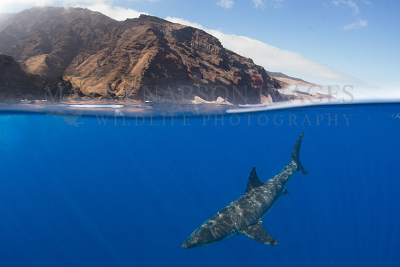 A white shark at Isla Guadalupe, Mexico