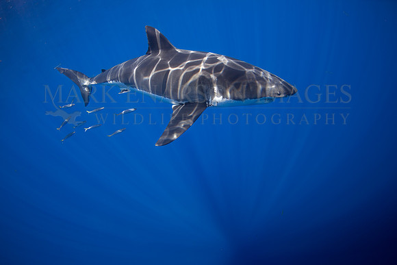 A white shark at Isla Guadalupe, Mexico