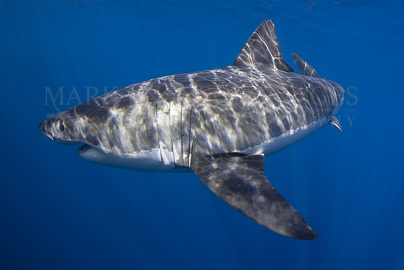 A white shark at Isla Guadalupe, Mexico