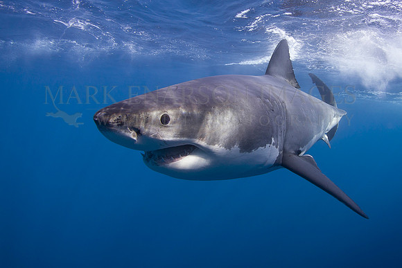 A white shark at Isla Guadalupe, Mexico