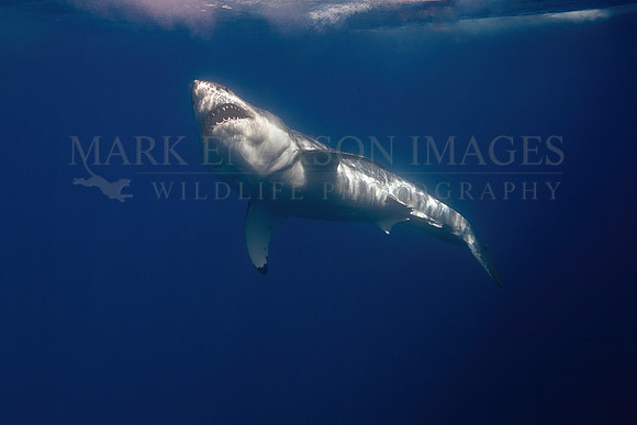A white shark at Isla Guadalupe, Mexico