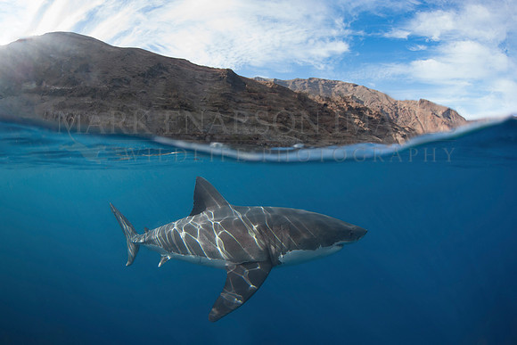 A white shark at Isla Guadalupe, Mexico