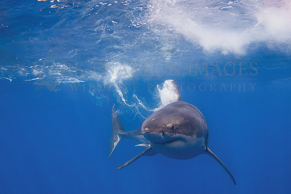 A white shark at Isla Guadalupe, Mexico