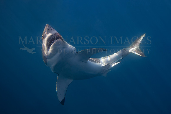 A white shark at Isla Guadalupe, Mexico