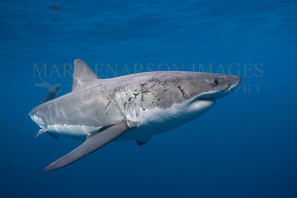 A white shark at Isla Guadalupe, Mexico