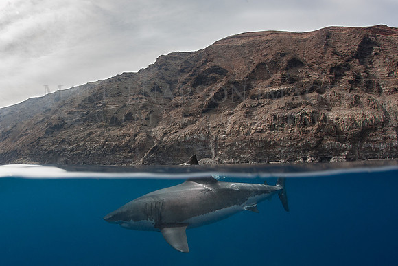 A white shark at Isla Guadalupe, Mexico