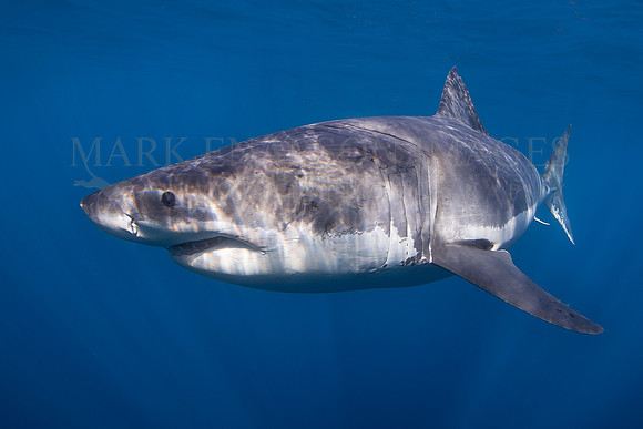 A white shark at Isla Guadalupe, Mexico
