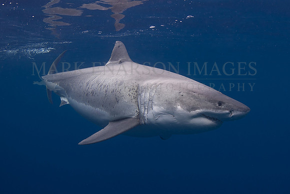 A white shark at Isla Guadalupe, Mexico