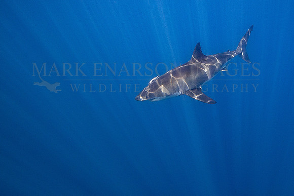 A white shark at Isla Guadalupe, Mexico