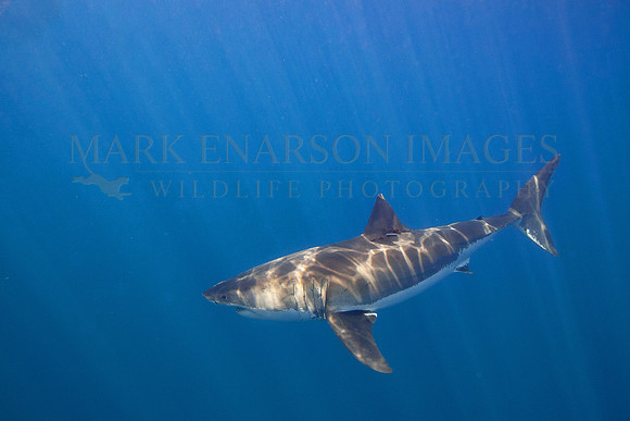 A white shark at Isla Guadalupe, Mexico