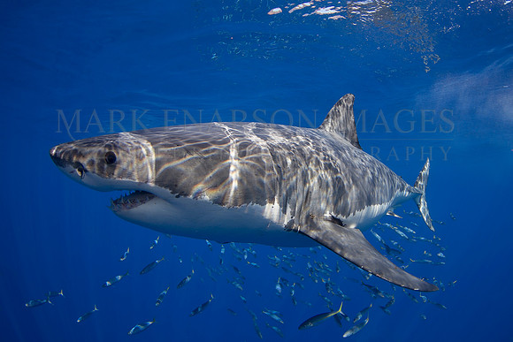 A white shark at Isla Guadalupe, Mexico