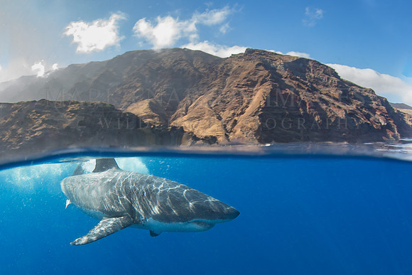 A white shark at Isla Guadalupe, Mexico