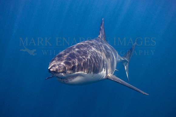 A white shark at Isla Guadalupe, Mexico