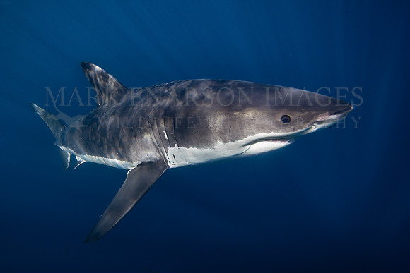 A white shark at Isla Guadalupe, Mexico
