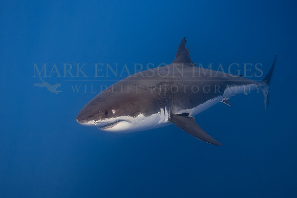 A white shark at Isla Guadalupe, Mexico