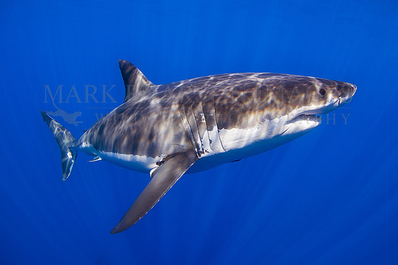 A white shark at Isla Guadalupe, Mexico